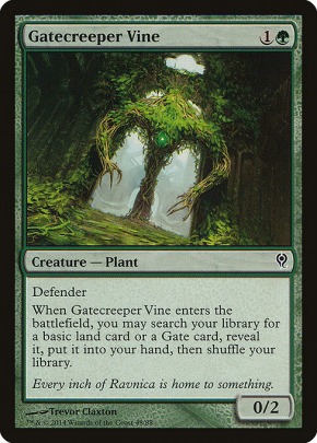 Gatecreeper Vine Gatecreeper Vine