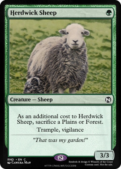Herdwick Sheep