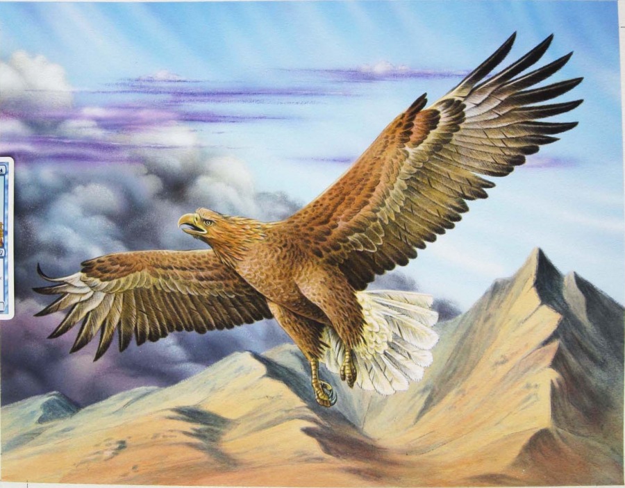 Cloudchaser Eagle by Una Fricker