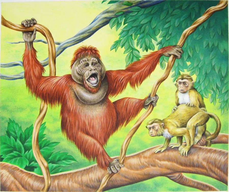 Uktabi Orangutan by Una Fricker