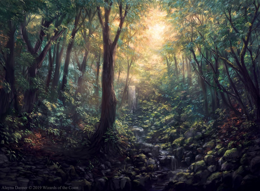 Forest by Alayna Danner