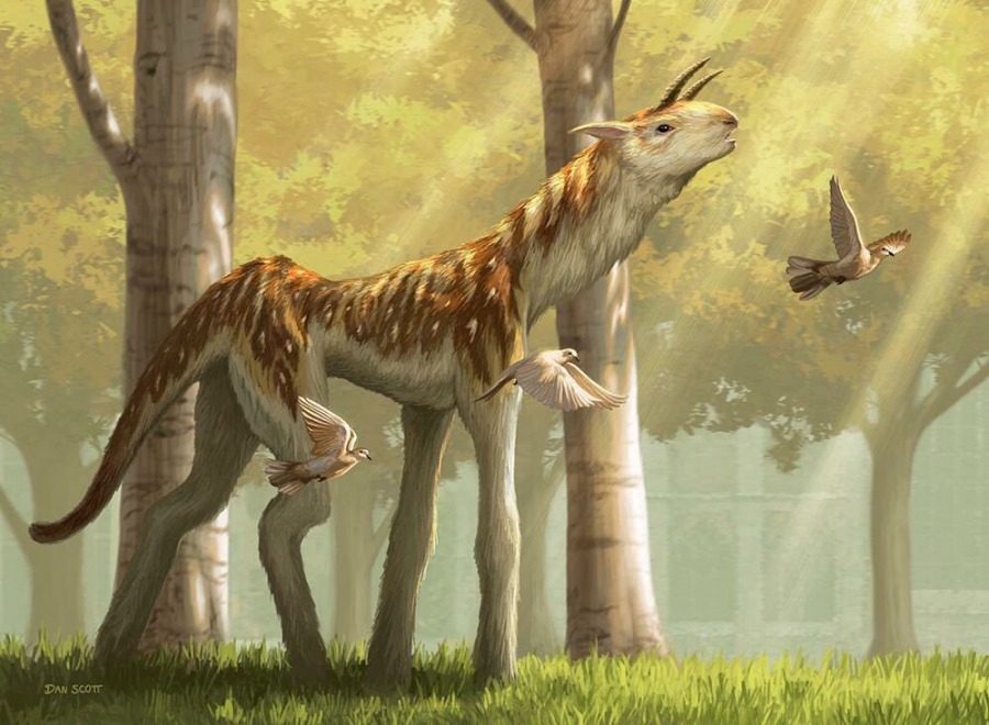 Sylvan Brushstrider by Dan Scott