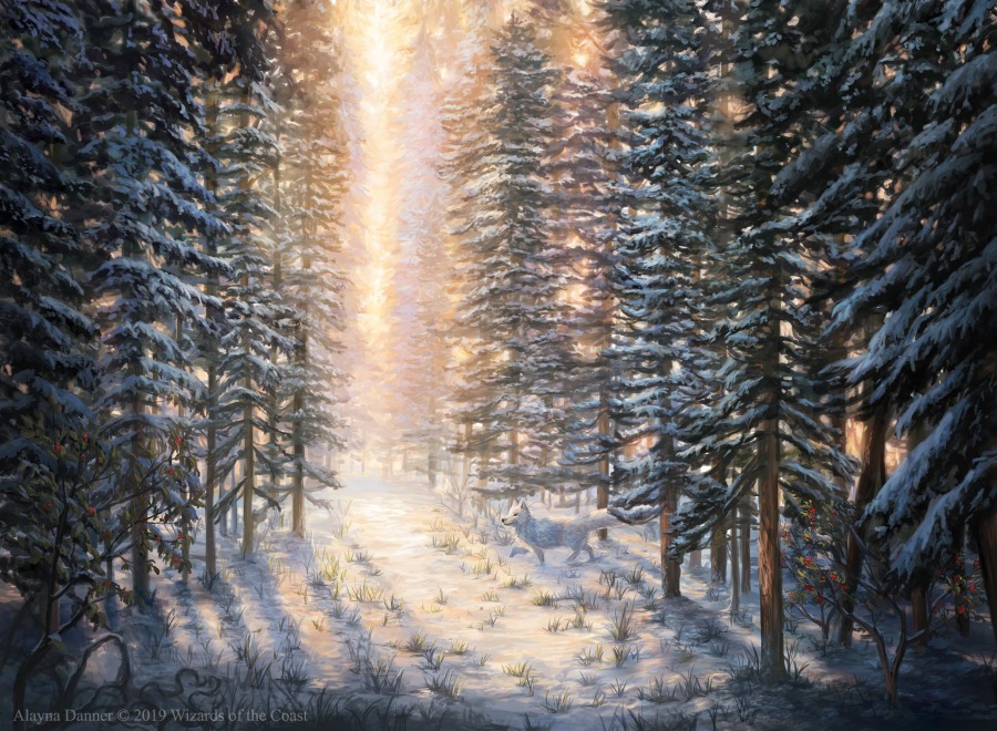 Snow Covered Forest by Alayna Danner