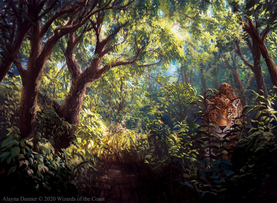 Forest by Alayna Danner